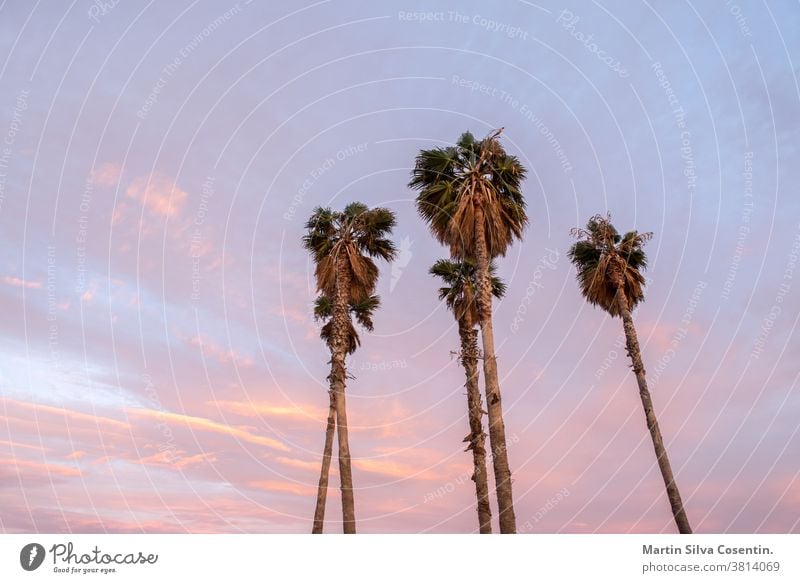 Vier Palmen. Wunderschöner sonniger Sonnenuntergang in der Stadt Tarragona, in Katalonien, Spanien, im Sommer 2020. Großstadt Amphitheater antik Antiquität