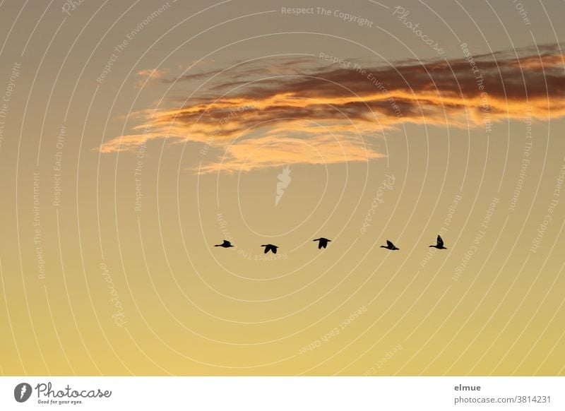 Laut schnatternd flogen die fünf Wildgänse ihrem nächtlichen Ruheplatz entgegen. Vogelflug Abendhimmel Wildgans Vogelbeobachtung Graugans Wolke Schönwetterwolke