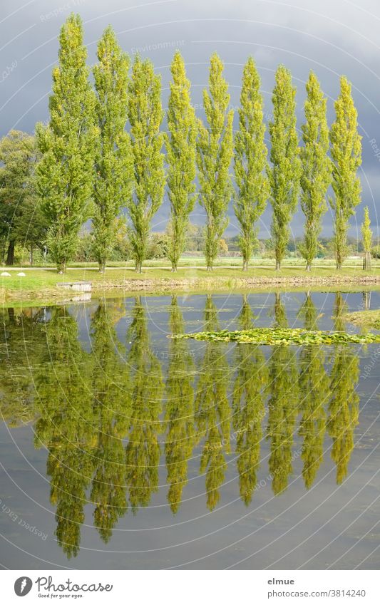 Zehn Pappeln im Sonnenlicht und vor Regenwolken, sich im Wasser eines Sees spiegelnd Baum Spiegelung Seeufer Gewitterstimmung Landschaft Reflexion & Spiegelung