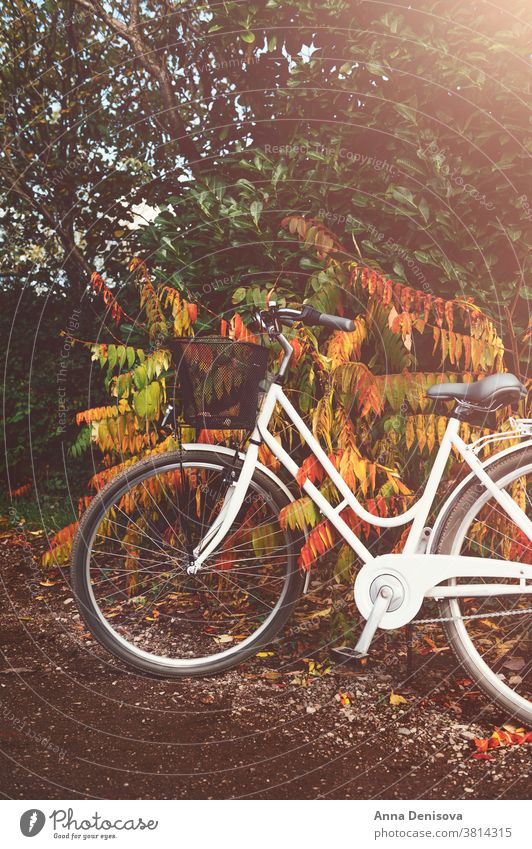 Oldtimer-Fahrrad im Herbstwald Zyklus altehrwürdig Korb stylisch Buchse Frau retro Rad Wald romantisch weiblich niemand England Großbritannien Europa außerhalb