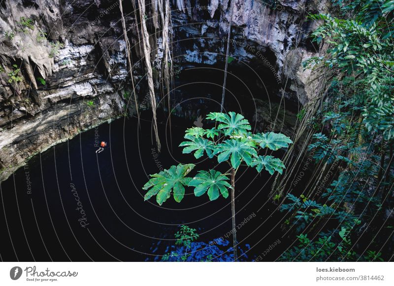 Person mit Schwimmweste schwimmt in der Cenote Oxman mit blauem Wasser und tropischen Pflanzen in der Höhle, Yucatan, Mexiko cenote oxman Abenteuer