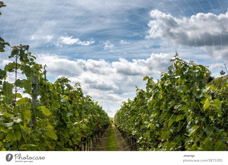 Weinbau Sommer Schönes Wetter Weinberg Kaiserstuhl Perspektive Natur Nutzpflanze Weinrebe Himmel Wolken