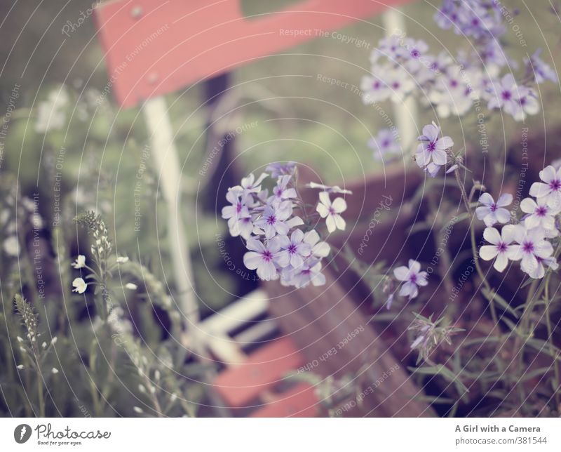 spring in a box Natur Frühling Pflanze Blume Garten Wachstum filigran elegant violett zart Präsentation Gartenstuhl Gedeckte Farben Außenaufnahme Detailaufnahme