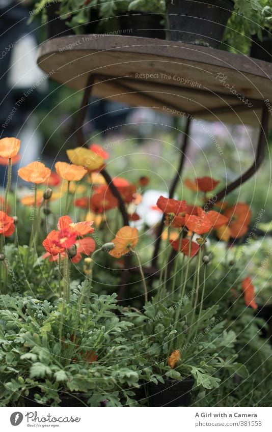 living a sheltered life Natur Pflanze Frühling Schönes Wetter Blume Blüte Topfpflanze Islandmohn Garten Blühend Wachstum Freundlichkeit Fröhlichkeit mehrfarbig