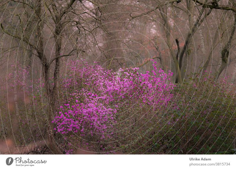 Frühlingserwachen - Azaleen Blüte im März - Rosa Blüten machen Lust auf Frühling im noch tristen Garten Rhododendron mystisch farbtupfer Außenaufnahme Blume