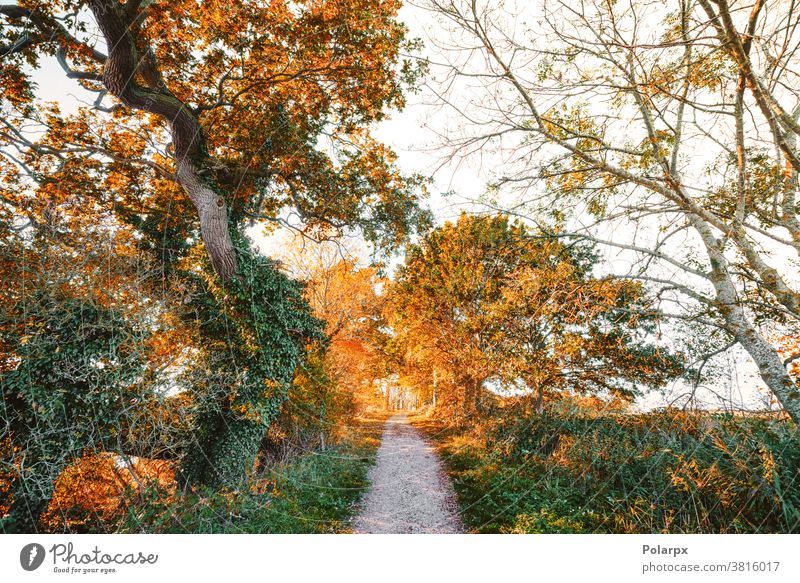 Wanderweg im Herbst, umgeben von bunten Bäumen Ast orange Weg malerisch Farben Licht Sonne Laufsteg Fußweg Jahreszeiten wandern November Waldgebiet Holz Pflanze