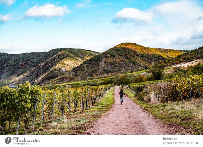 wein wandern Wege & Pfade Hunsrück Moseltal Weinbau Rheinland-Pfalz Mosel (Weinbaugebiet) Weinstock Weinberg Weintrauben Weinrebe Landschaft Berge u. Gebirge