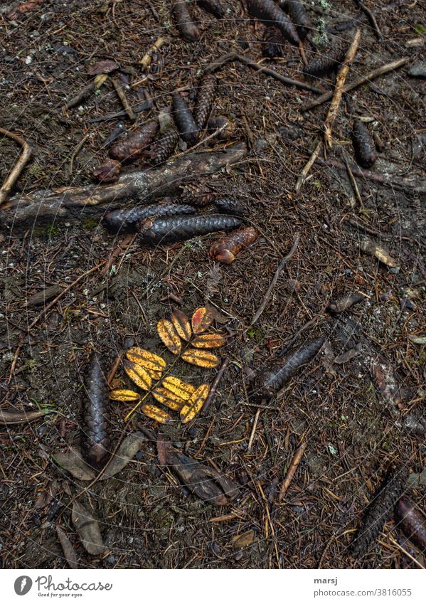 Herbstblätter des Vogelbeerbaumes am Waldboden inmitten von Fichtenzapfen Natur braun Farbfoto Gedeckte Farben Kontrast natürliche Farbe Zapfen