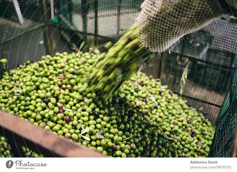 Landwirt mit grünen Oliven in der Fabrik Lager oliv eingießen Arbeiter roh Container Lagerhalle Industrie Job Kasten Prozess Inszenierung Beruf professionell