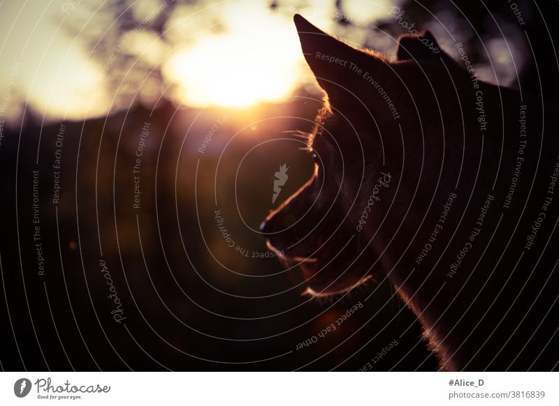 Hundeportrait silhouette im Sonnenuntergang Licht Gesicht Silhouette Sonnenlicht Dunkel Tier Haustiere portraits Natur Lichterscheinung