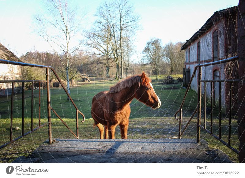 ein Pferd steht vor dem Haus Bauernhof horse Außenaufnahme Tier Mähne braun Fell Natur Säugetier Gras Treppe Hof farm Ranch Polen polska Ponys schön Haustier