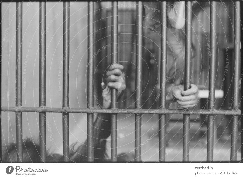 Affen im Affenhaus affe menschenaffe primat zoo gefangen käfig tierversuch labor tierpark hospitalisierung gefangenschaft tierwohl tierschutz hand halten