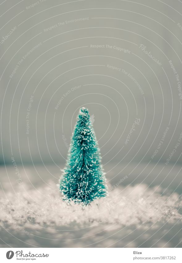 Kleine Tannenbaum Miniatur auf Schnee. Winter und Weihnachten. grün Baum Weihnachtsbaum Weihnachten & Advent winterlich weiße Weihnachten weihnachtlich