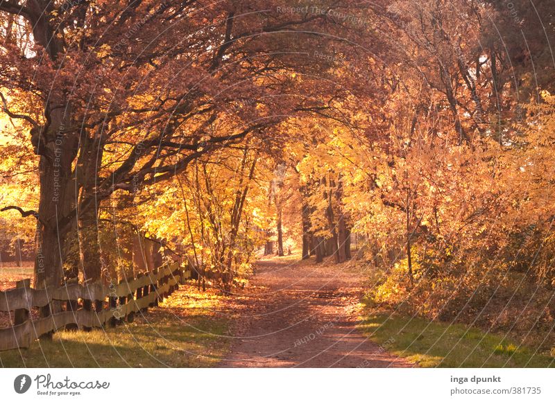 Herbstspaziergang Umwelt Natur Landschaft Schönes Wetter Pflanze Baum Herbstfärbung Herbstlaub herbstlich Herbstlandschaft Wald leuchten frisch natürlich schön