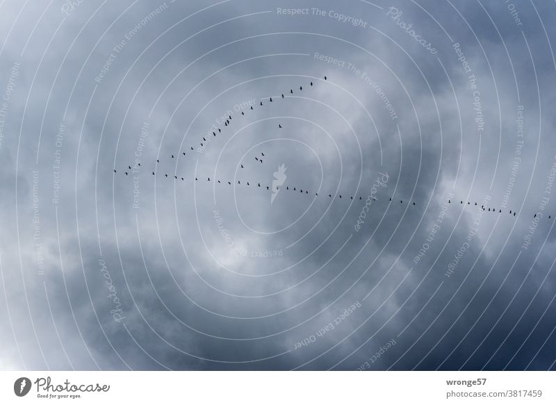 Zugvögel ziehen in V-Formation am starkbewölkten Himmel Richtung Süden in wärmere Gefilde Vogelzug Zugvogel fliegen Schwarm Natur Außenaufnahme Wildtier