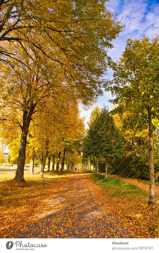 Wenn Blätter von den Bäumen tanzen und die Natur sich in goldene Farben hüllt - dann ist Herbst Weg mit Blätter herbstlicher Hintergrund
