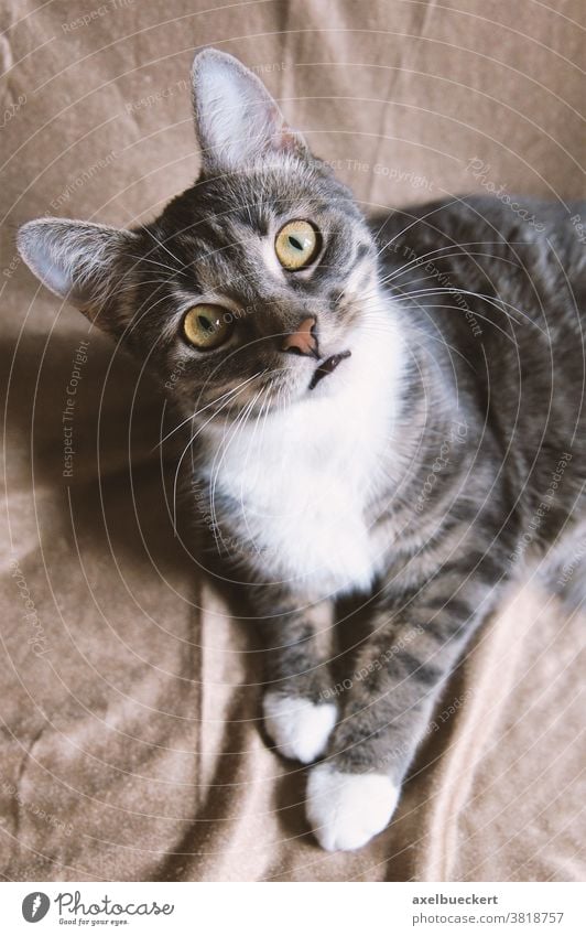 lustige Katze mit fragendem Blick Hauskatze Neugier neugierig Haustier mit großen Augen Kätzchen Überraschung Tier wissbegierig niedlich starren grau