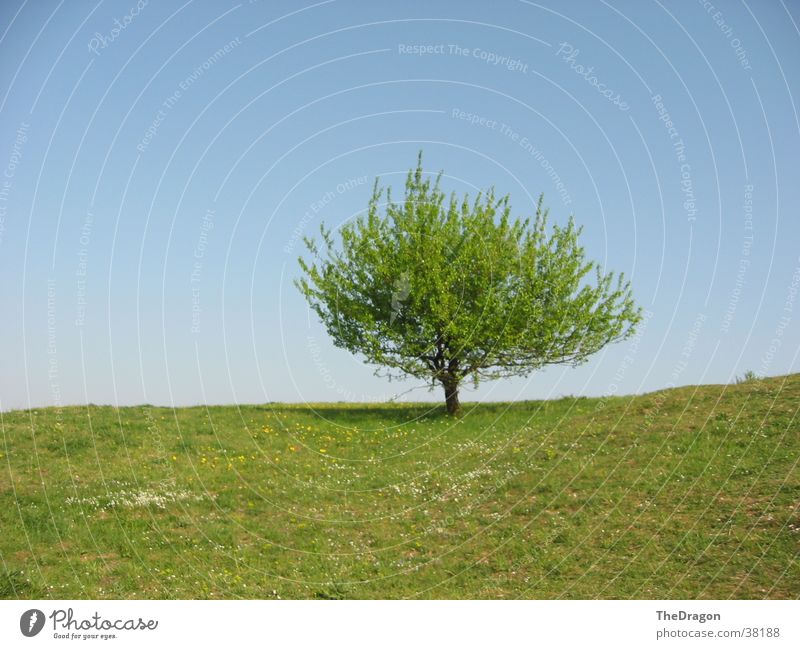 Sommerbaum - summer tree Baum Blatt Wiese Physik Ebene Himmel blau Wärme Landschaft leaves heaven blue
