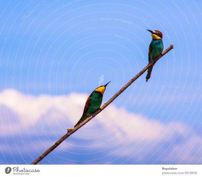 Blick auf ein Paar der europäischen Bienenfresser auf dem Ast, blauer Himmel und Wolken im Hintergrund Europäischer Bienenfresser merops apiaster Sperlingsvögel