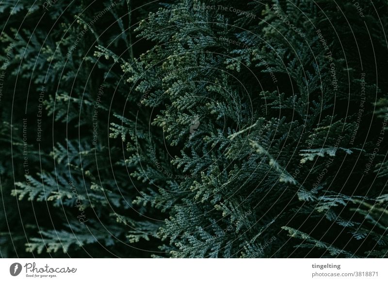 Nahaufnahme von einer blauen Konifere Scheinzypresse Hintergrund dunkel konifere scheinzypresse düster natur pflanze garten hecke grün teal wachsen Textfreiraum