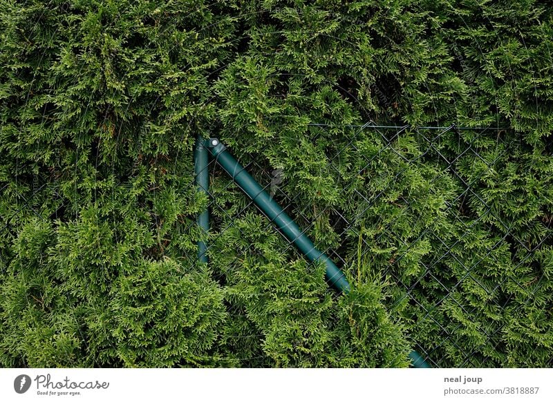 Grüner Maschendrahtzaun von Hecke überwuchert Natur Pflanze grün Zaun Nachbarschaft überwuchern wachsen Vergänglichkeit Anarchie Ordnung spießig Nähe Detail