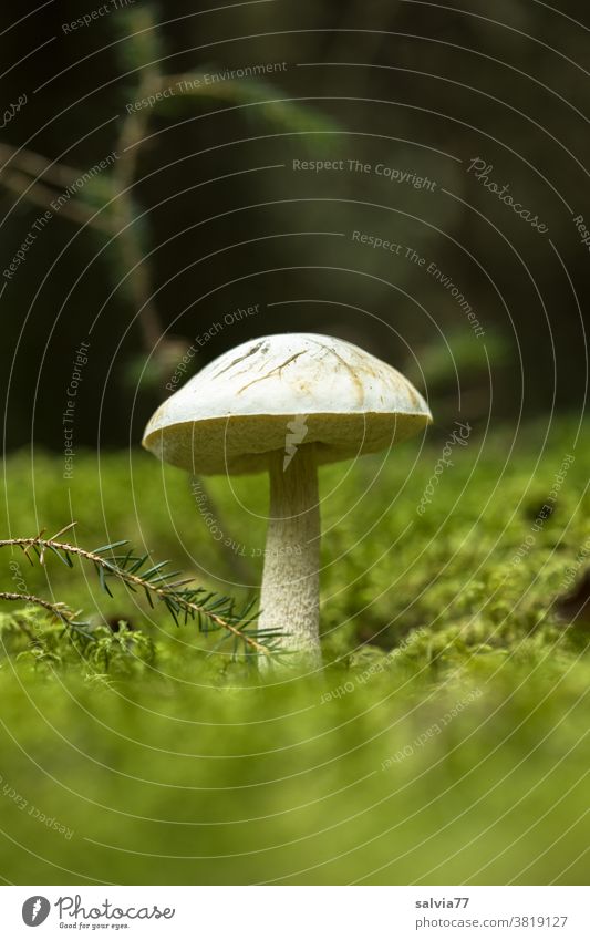 Pilz im Moos Wald Waldboden Natur Pflanze Herbst Froschperspektive grün Nahaufnahme Schwache Tiefenschärfe Menschenleer Pilzhut Wachstum Textfreiraum oben