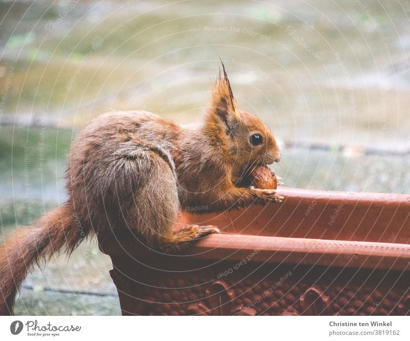 Ein Eichhörnchen mit einer Walnuss in den Pfoten sitzt auf einem leeren Blumenkasten aus Terracotta. Es ist gerade dabei, sich die Walnuss für den Transport in die Wangentasche zu stecken