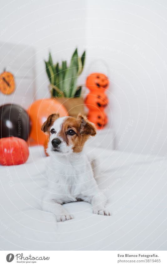 süßer Jack-Russell-Hund zu Hause. Halloween-Hintergrunddekoration im Schlafzimmer mit Luftballons, Girlande und Kürbissen jack russell heimwärts im Innenbereich