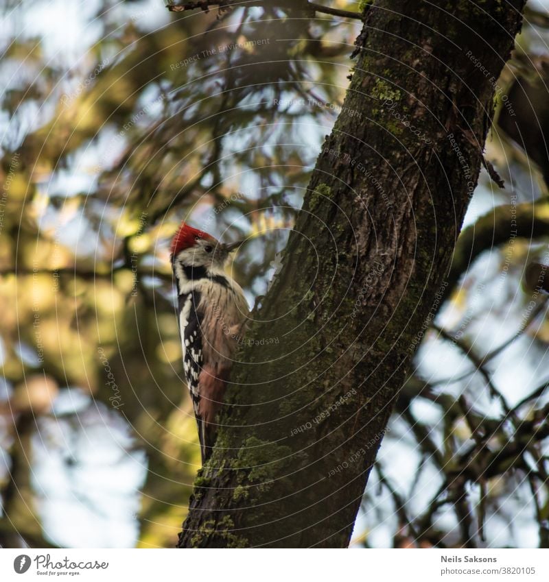 Specht auf altem Apfelbaumstamm Erwachsener Tier Vogel Bolus hell Farbfoto Wildtier 1 Feder braun hbitat reifes Tier Natur im Freien pecker Sitzgelegenheit