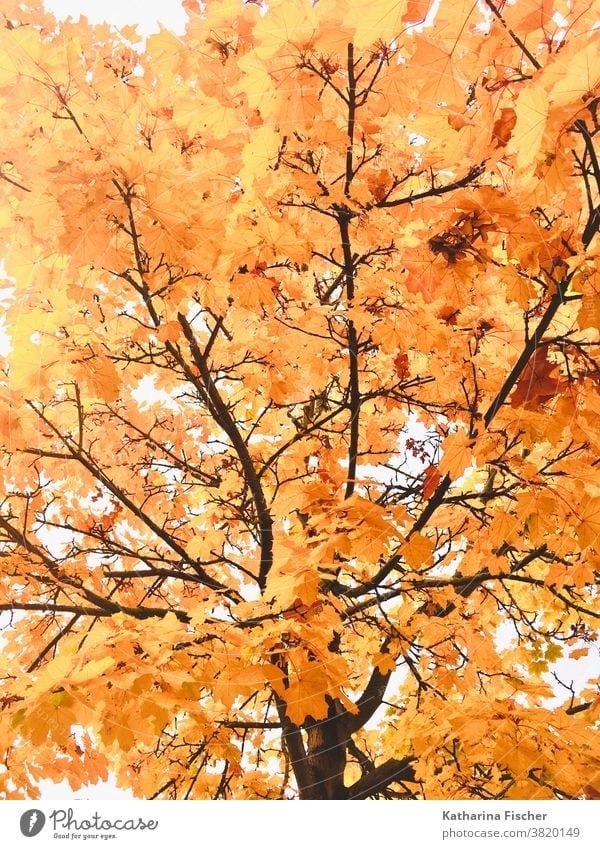 Herbstlaub, Baum, Herbst Blatt Wald gelb Natur Farbfoto Außenaufnahme Tag Umwelt braun grün gold Sonnenlicht Schönes Wetter Licht mehrfarbig Menschenleer