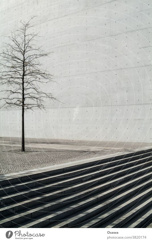 Stadtgrün Baum Pflanze Baumkrone Baumstamm Stadtbaum Kofferraum Niederlassungen Beton Stein kahl Platz Wand Sichtbeton trist grau Textur Treppe Freitreppe