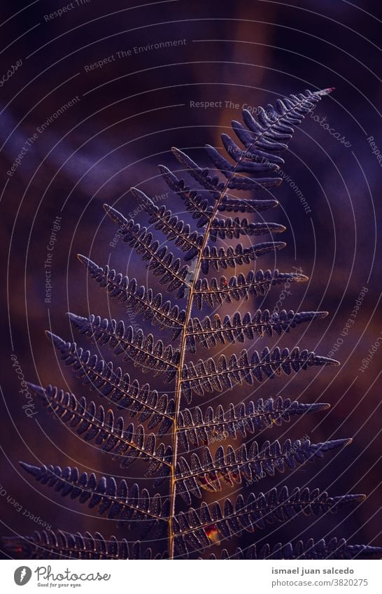 Purpurfarnblatt in der Natur im Herbst Wurmfarn purpur Pflanze Blatt abstrakt Textur Garten geblümt dekorativ im Freien Zerbrechlichkeit Hintergrund fallen