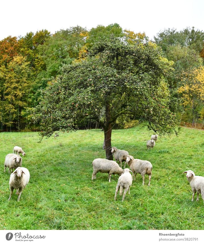 grasende Schafherde auf der Wiese unterm Apfelbaum schaf schafe schafherde wiese gräser weide landschaft natur wolle schafwolle nutztier haustier schäfer weiß