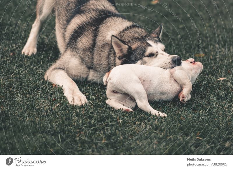Sibirischer Husky und französischer Bulldoggenwelpe spielen im Garten sibirischer Husky malamut französische Bulldogge Welpe Spielen Biss beißend Hund weiß Tier