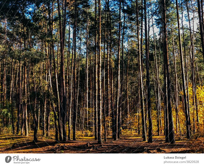 Wald an einem sonnigen Tag Landschaft Hintergrund Umwelt im Freien Natur natürlich Sommer Bäume Holz Ökologie Urlaub Feiertag Tourismus Schönheit der Natur