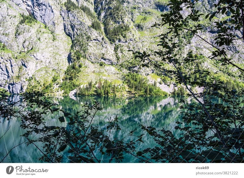 Blick auf den Obersee im Berchtesgadener Land See Baum Alpen Gebirge Bayern Berg Felsen Wald Landschaft Natur Sehenswürdigkeit grün blau Äste Zweige Urlaub