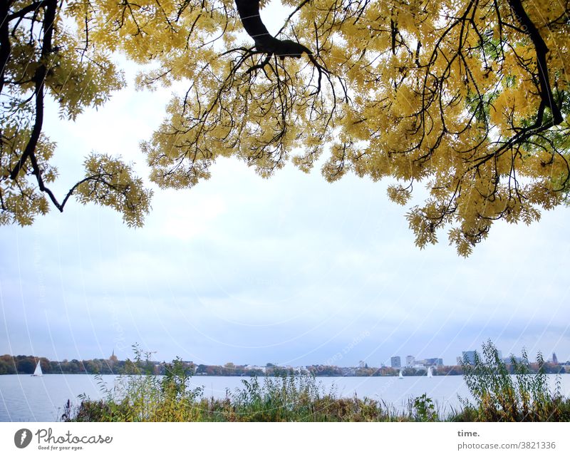 Naturkino Herbst Laub Herbstfärbung ast Herbstlaub horizont skyline himmel böschung schilf ufer seeufer baum segelboot esche