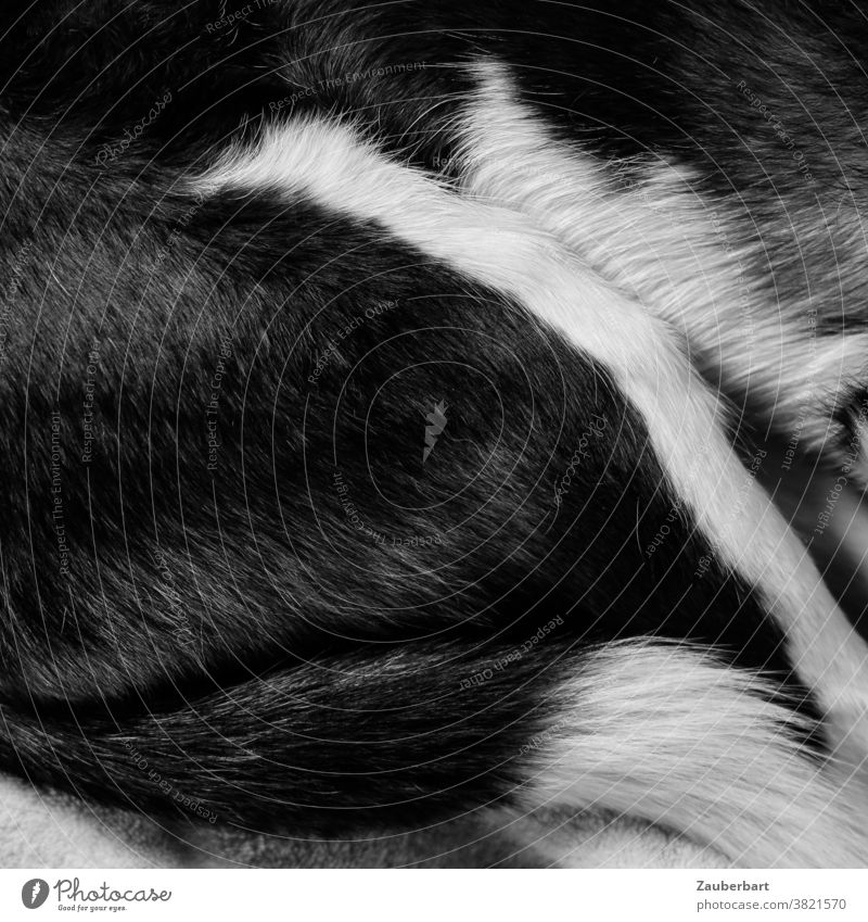 Fell und Schwanz eines schlafenden Hundes in schwarz-weiß ruhen Ruhe liegen gemütlich ausruhen kuscheln müde Tier Haustier Erholung Müdigkeit Bett Geborgenheit