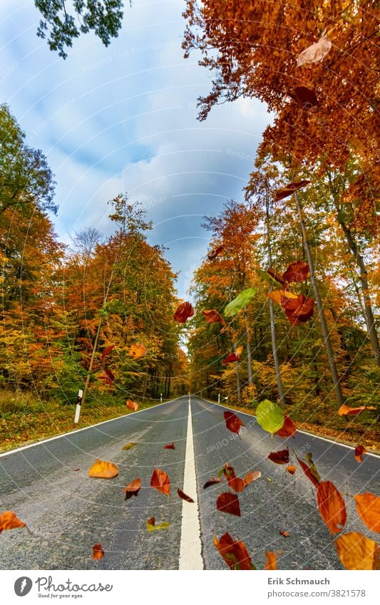 Eine gerade Landstraße durch einen typischen bunten Wald im Herbst Wald, Bäume, Natur, Herbstfarben laub Landschaft fallendes laub Straße Herbstlaub herbstlich