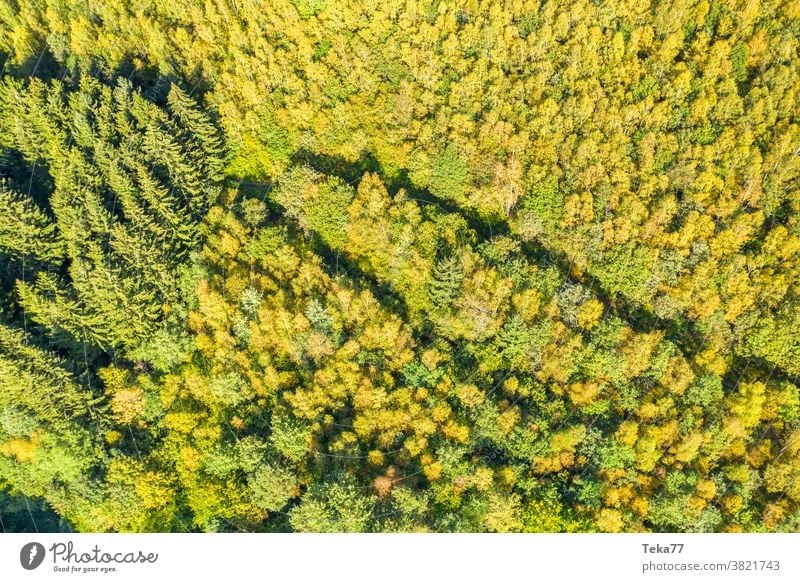 ein Herbstwald von oben in der Sonne Wald von oben Saisonwald saisonbedingt sonnig Baum Bäume Mischwald