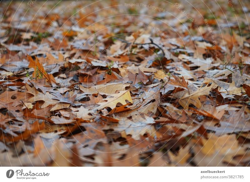 Waldboden Mit Laub Im Herbst Ein Lizenzfreies Stock Foto Von Photocase