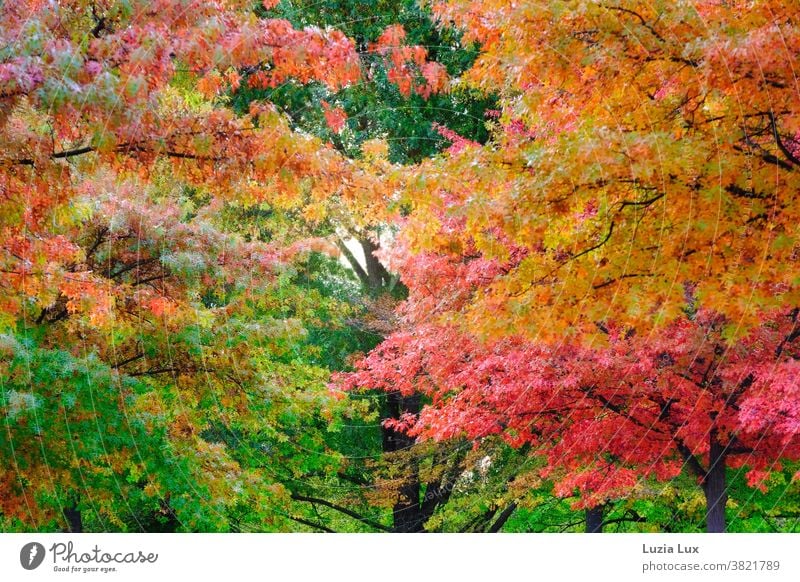 Leuchtender Herbst: Blick nach oben in Bäume mit buntem Herbstlaub herbstlich Ahorn leuchtend grün gelb rot orange Herbstfärbung Blatt Natur Außenaufnahme