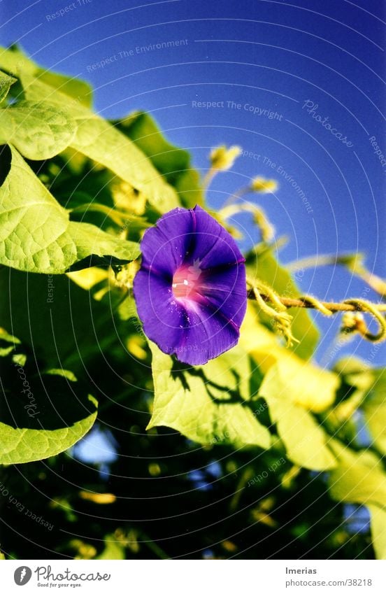 Violet_zoom Natur Pflanze Himmel Wolkenloser Himmel Schönes Wetter Blume Blüte blau grün violett Trichterwinde Kletterpflanzen Farbfoto Außenaufnahme