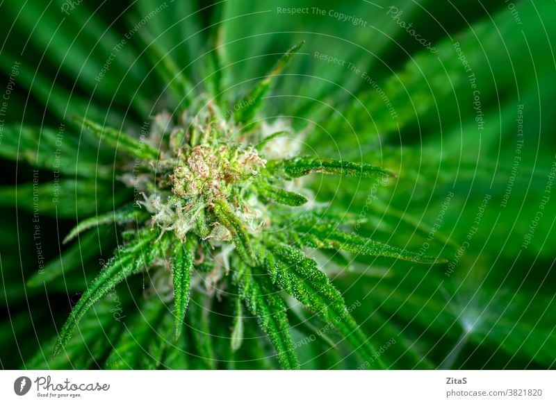 Weibliche Marihuanapflanze mit einer blühenden Knospe Cannabis Frau Blütenknospen Nahaufnahme Kraut Pflanze Baumharz Medikament Blütezeit Bauernhof Hash Medizin