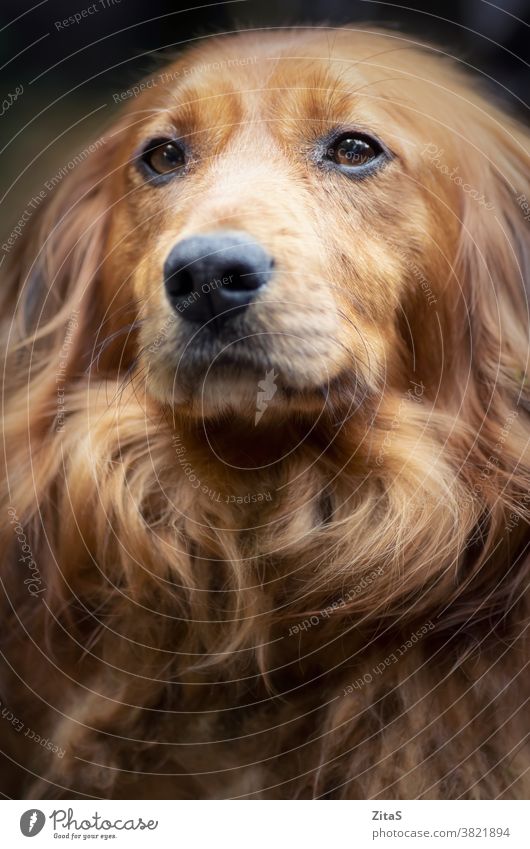 Bildnis eines langhaarigen Dackelrüden niedlich Wursthund Hund Hündchen Welpe Eckzahn Fell pelzig braun Haustier Tier züchten Köter loyal heimisch Porträt