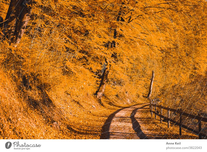 Herbstexplosion in Orange mit Schatten vom Holzgeländer auf dem Wanderweg Herbstlaub Herbstfärbung herbstlich Außenaufnahme gelb Blatt Farbfoto Menschenleer