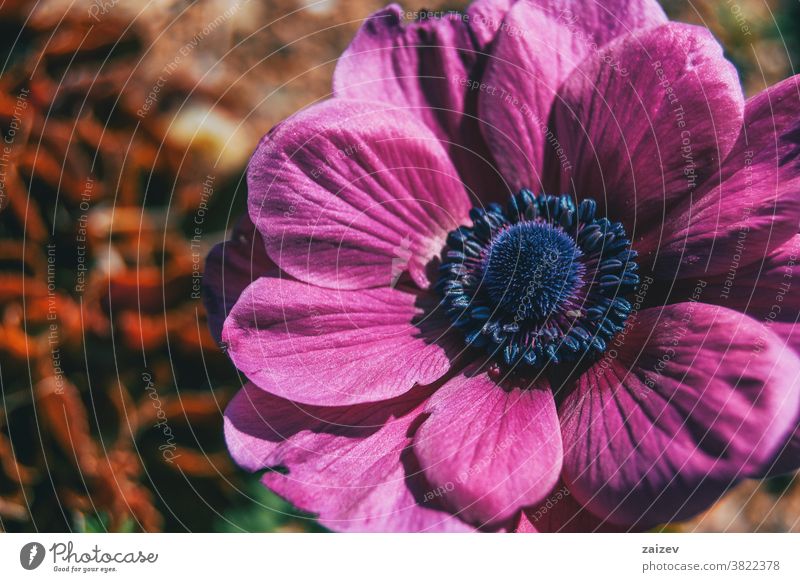 Makro einer isolierten rosafarbenen Blüte der Anemone coronaria Anemonen-Koronarie Mohnanemone spanische Ringelblume Windblume Kuhschelle mediterran Blume