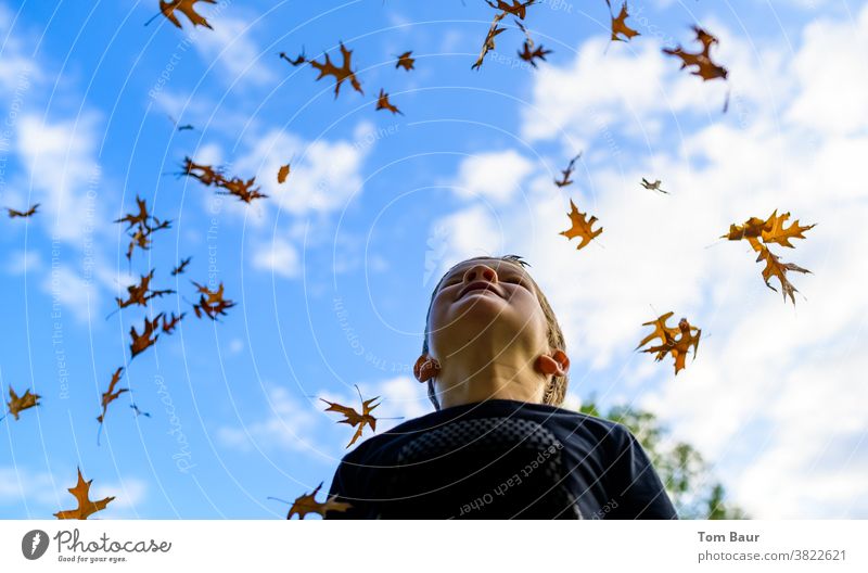 Es regnet Blätter Herbstlaub Kind Junge in den himmel schauen Blauer Himmel Froschperspektive Eichenblatt blätter fallen herbstlich herbstliche Stimmung Freude