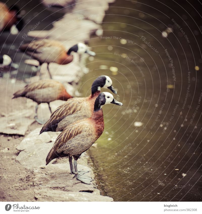Enten am Wasser Geflügel Teich Wildtier Vogel Entenvögel 4 Tier Blick stehen braun grün Farbfoto Außenaufnahme Menschenleer Textfreiraum rechts Tag