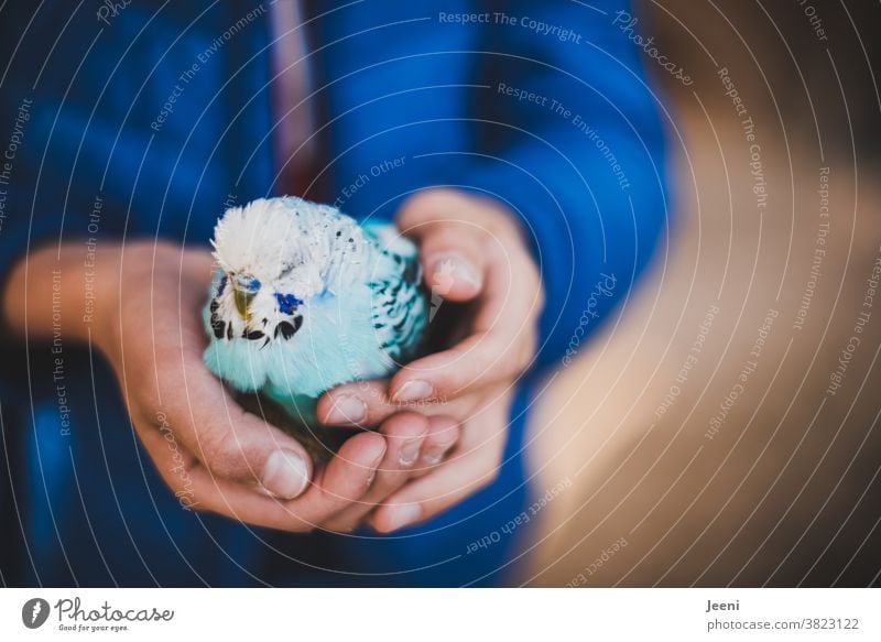 Kleiner blauer Wellensittich sitzt beschützt in einer Kinderhand Sittich beschützen Schutz Tierliebe Vogel Haustier Federn herzlich Herzlichkeit hellblau türkis